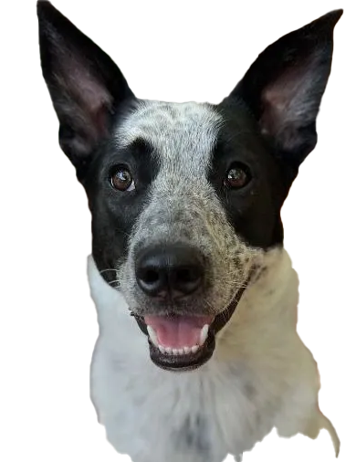 Adopt a Dog and he will love you forever.