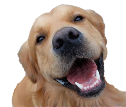 Dog Rescue Apparel