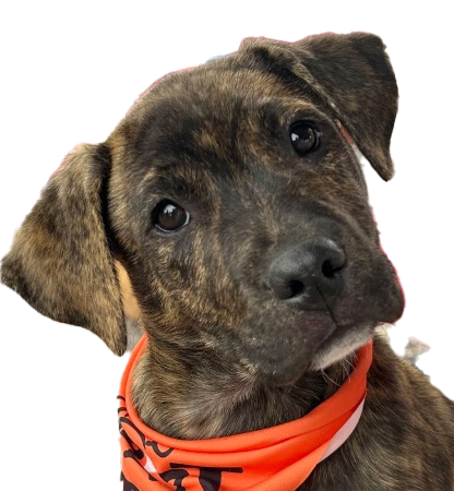 Dog Rescue Apparel