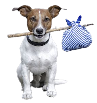 Stray dog with belongings bundled on stick