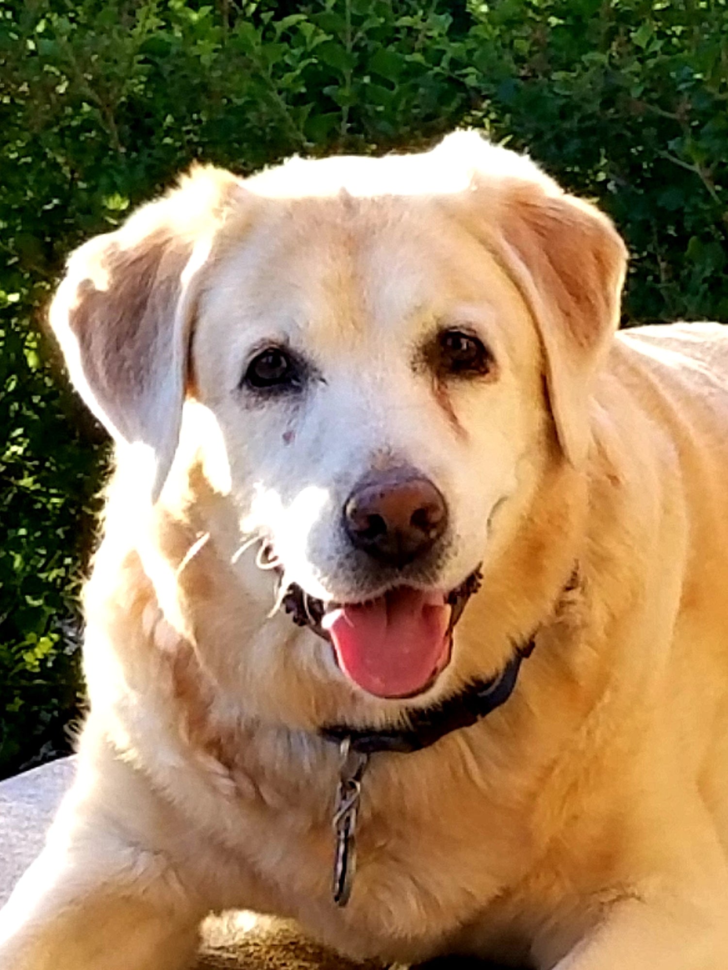 Smiling Labrador Retriever welcomes you to MightyShirt.net