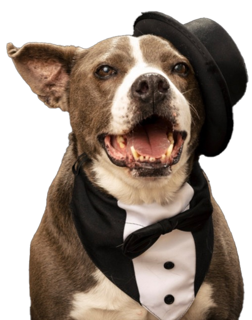Dog Lover Hats