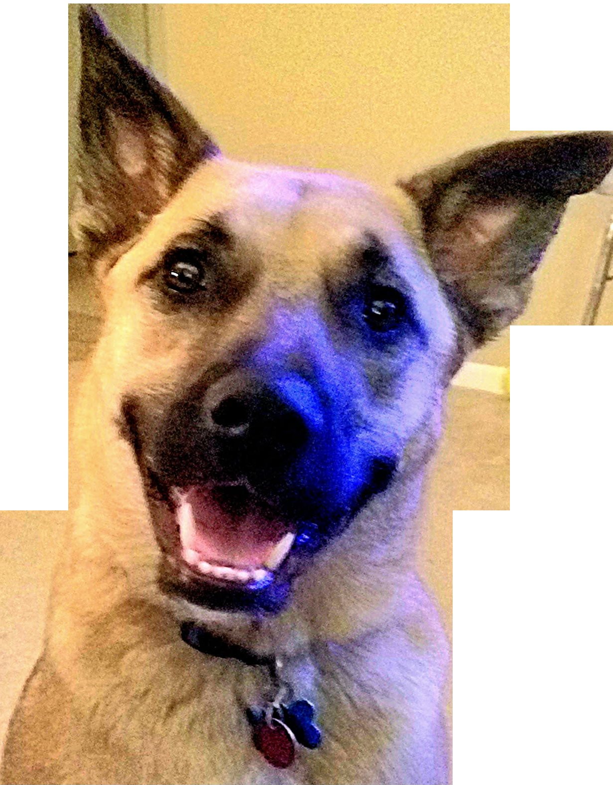 smiling dog